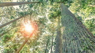 tree.jpeg