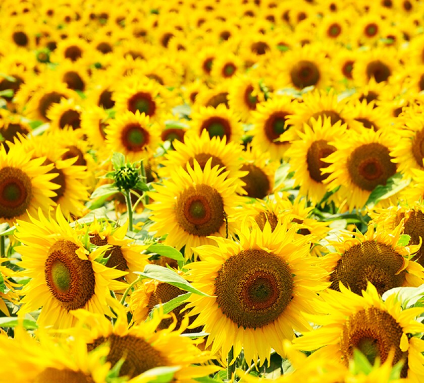 sunflower field background