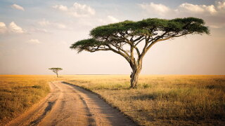 african.jpg