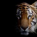 tiger.jpeg