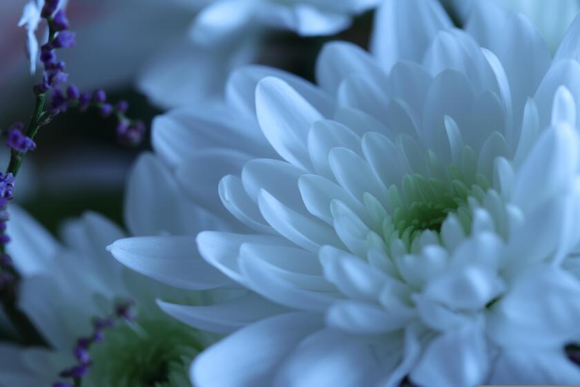 Chrysanthemum.jpg