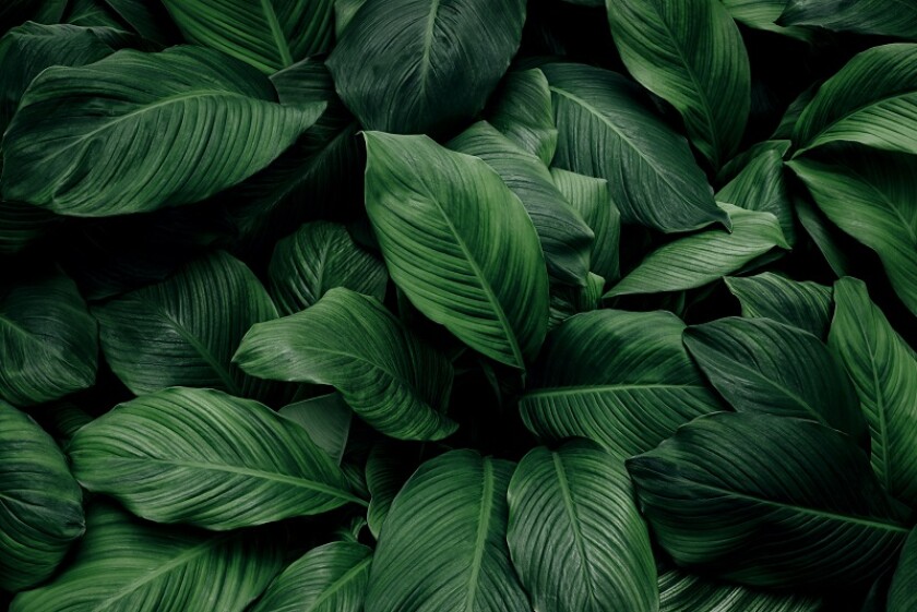 LEAFY.jpg