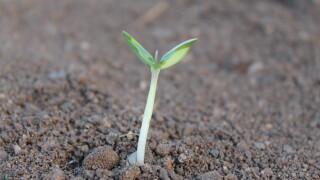 plant-259806.jpg