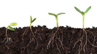 growth.jpg