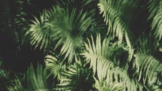 green shades