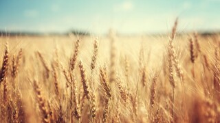 golden wheat field and sunny day