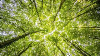 forest-trees-perspective-bright-957024.jpeg