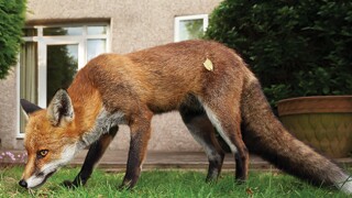 Fox denies it is an urban pest