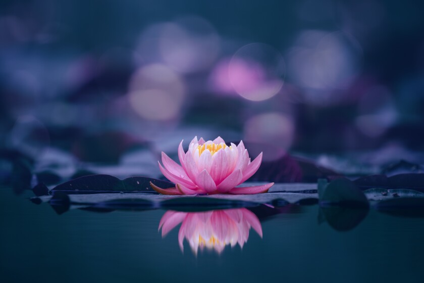 Pink lotus flower on blue background