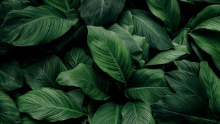LEAFY.jpg