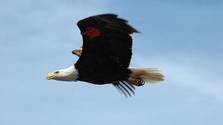 bald-eagle-hunt 320 x 215