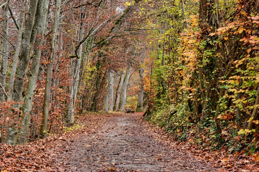 autumn-5781909.jpg