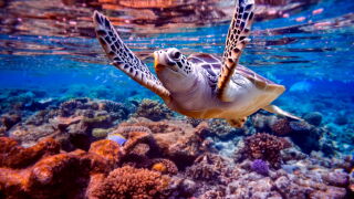 turtle.jpeg