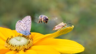 Insect biodiversity on a flower, a butterfly common blue (Polyom