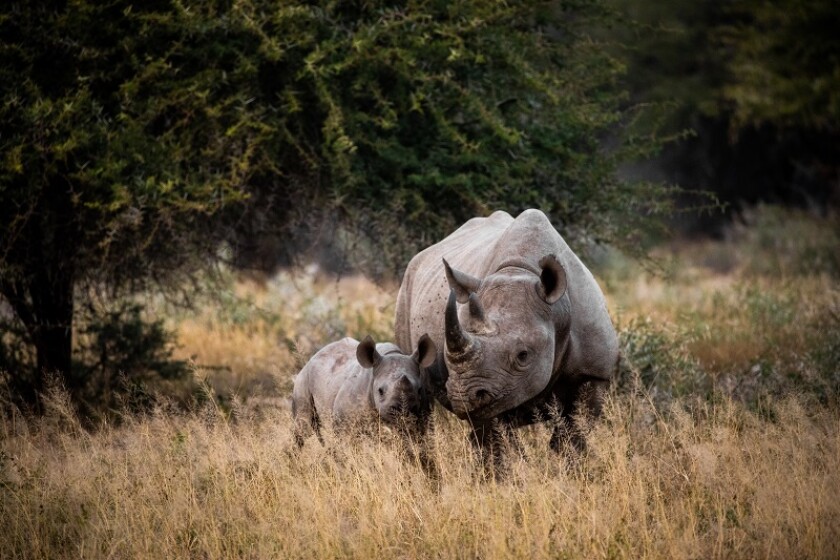 rhinos.jpg