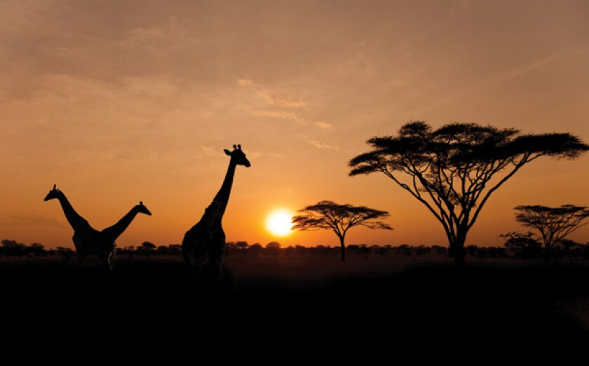 africa.jpg