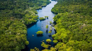 Amazon Rainforest in Anavilhanas National Park, Amazonas - Brazi
