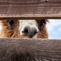 llama.jpg