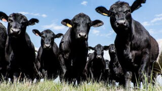 angus-beef.jpeg