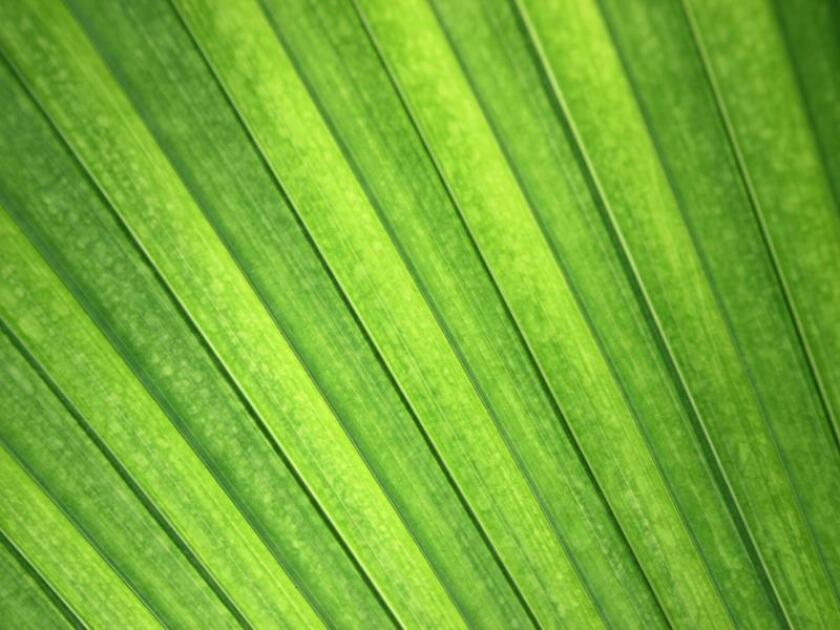 green sukuk