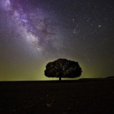 tree night.PNG