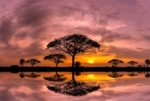 Panorama silhouette tree and Mountain with sunset.Tree silhouett