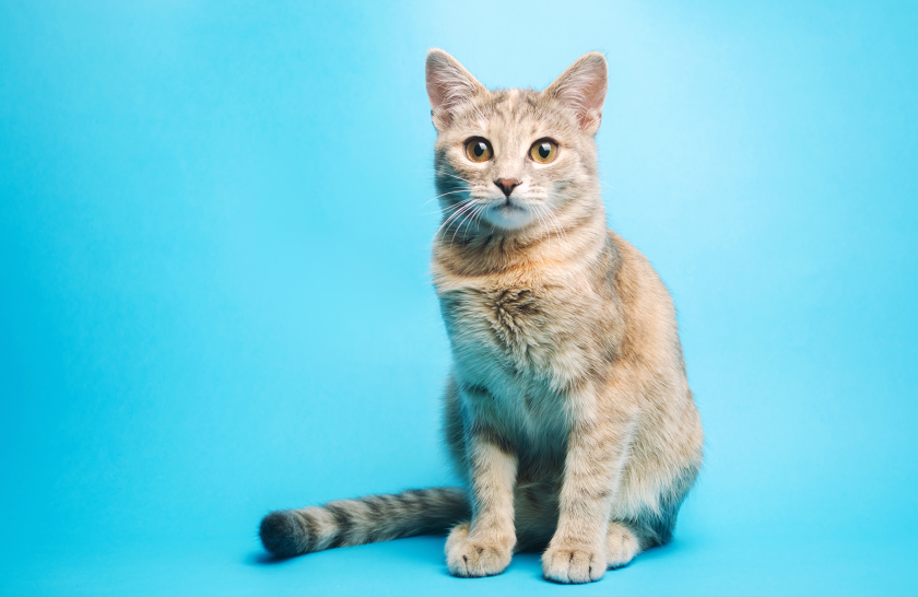 cat 