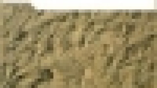 bepsresized.jpg