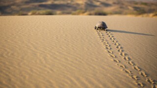The Path of Turtle