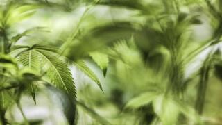 weed.jpg