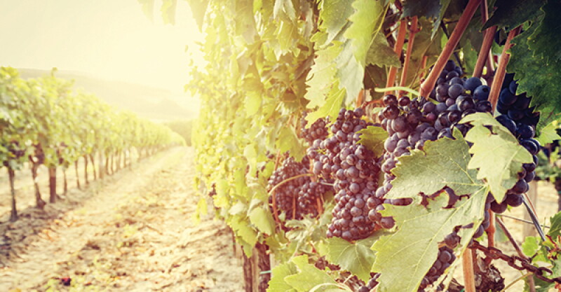 grapes.jpg