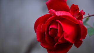 rose-3802424 resized.jpg