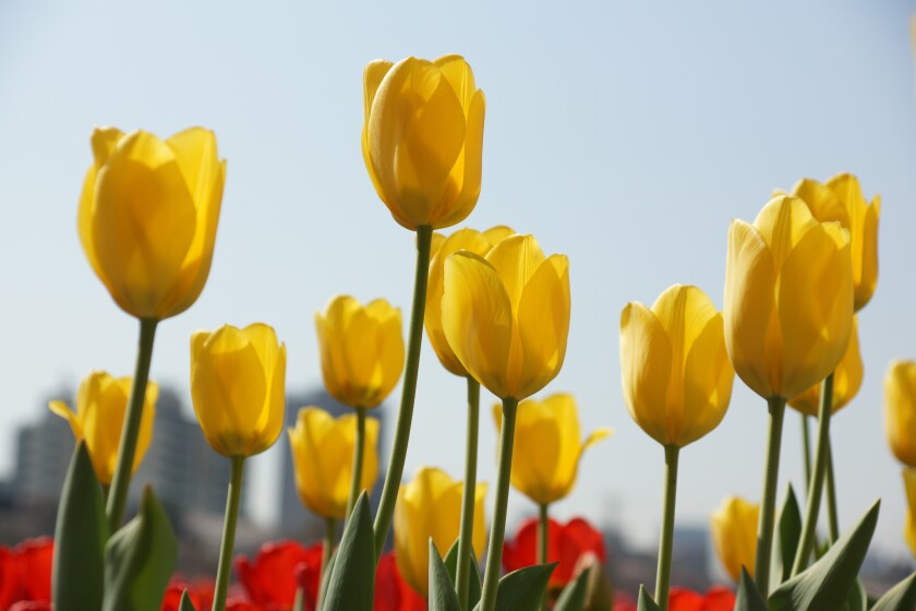 tulip-7120784.jpg