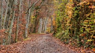 autumn-5781909.jpg