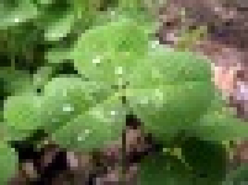 800pxtrifoliumrepensleafapril22010small.jpg