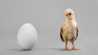 chicken.jpg