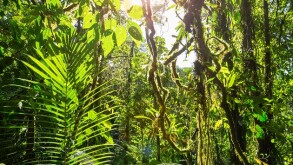 Judicial rulings add to the complexity of Brazil's indirect tax system