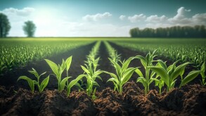 Springtime corn field with fresh, green sprouts in soft focus. I