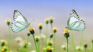 butterflies-1127666-1280-1.jpg