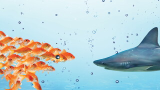 Cooperative compliance and early disclosures can keep the calm
