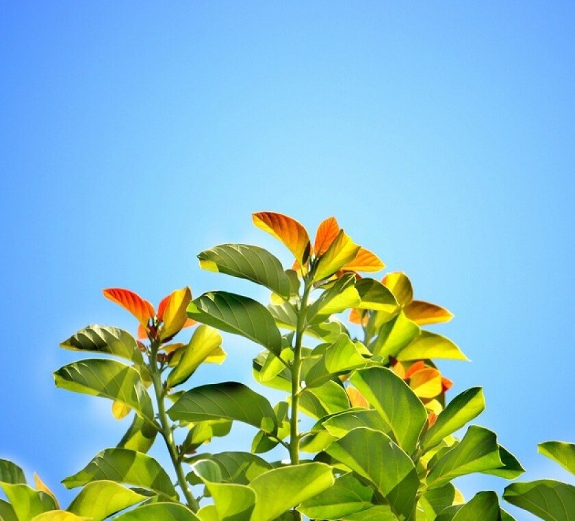 The crisis could trigger the growth of environmental tax policy