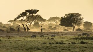 africa.jpeg