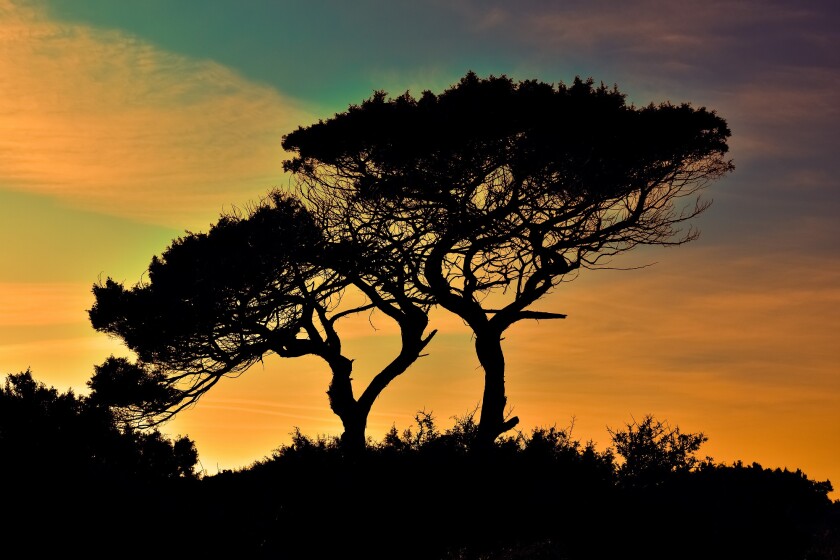 trees-1990939.jpg