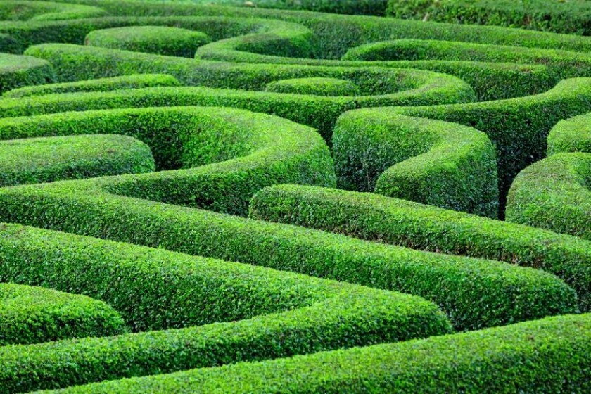 Hedge