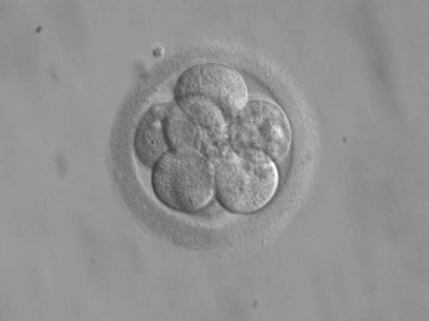 embryo 168
