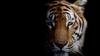 tiger.jpeg