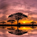 Panorama silhouette tree and Mountain with sunset.Tree silhouett