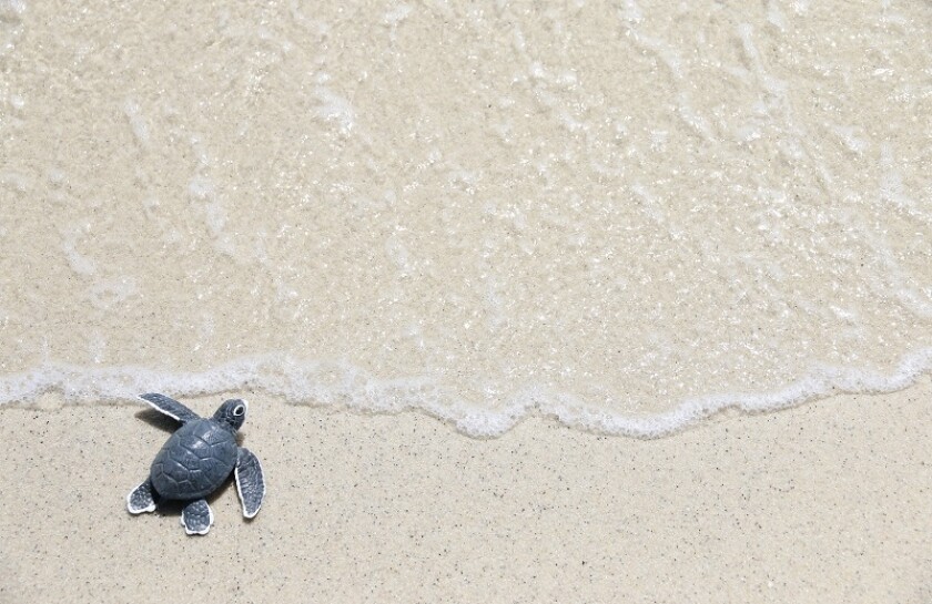 turtle