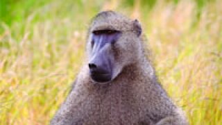 baboon.jpg