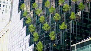 Trees on office building